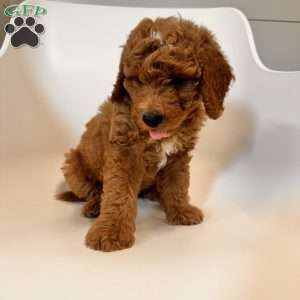 Tao, Mini Goldendoodle Puppy